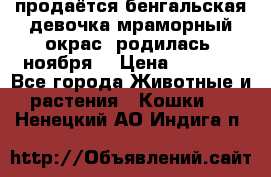 продаётся бенгальская девочка(мраморный окрас).родилась 5ноября, › Цена ­ 8 000 - Все города Животные и растения » Кошки   . Ненецкий АО,Индига п.